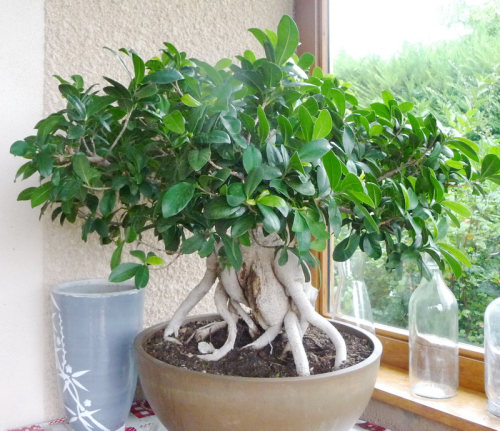 Ficus 10