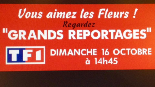 Fleurs TF1