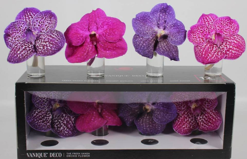 Vanda vanique déco