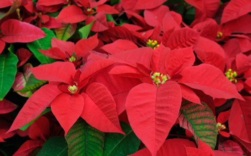 Poinsettias