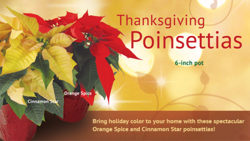 Thanksgiving poinsettias