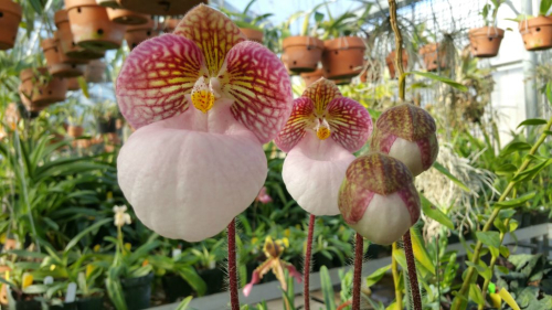 Huntington orchidée_2