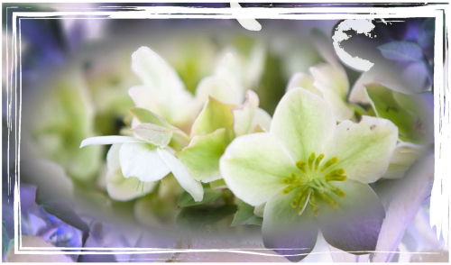 Helleborus 4