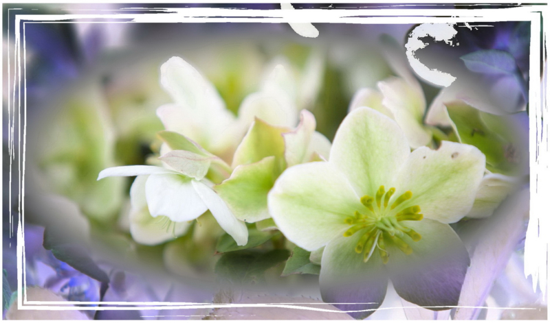 Helleborus 4