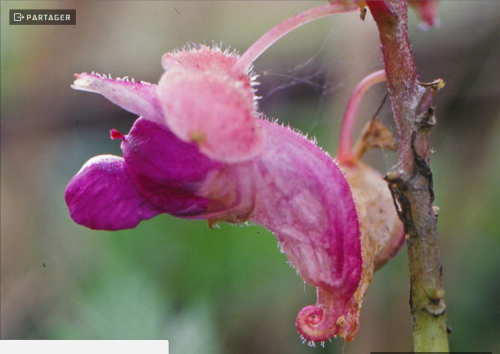 Fleurs Impatiens kingdom-wardii