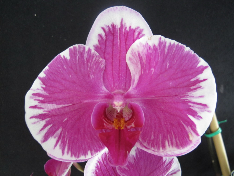 Phalaenopsis _05