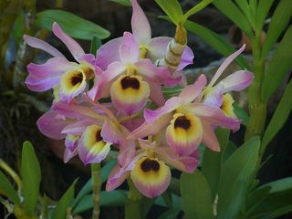 Orchidée Dendrobium JB