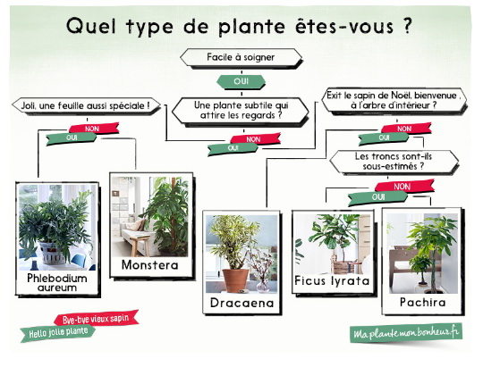 Plante qui nous ressemblent