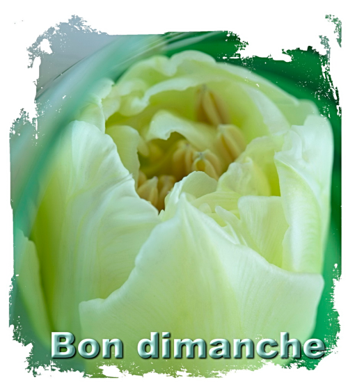 Tulipe blanche