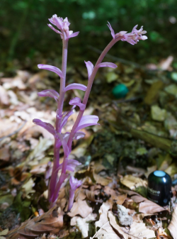 Orchidée Epipactis pupurata bl