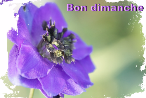 Delphinium kissi blue velvet 01