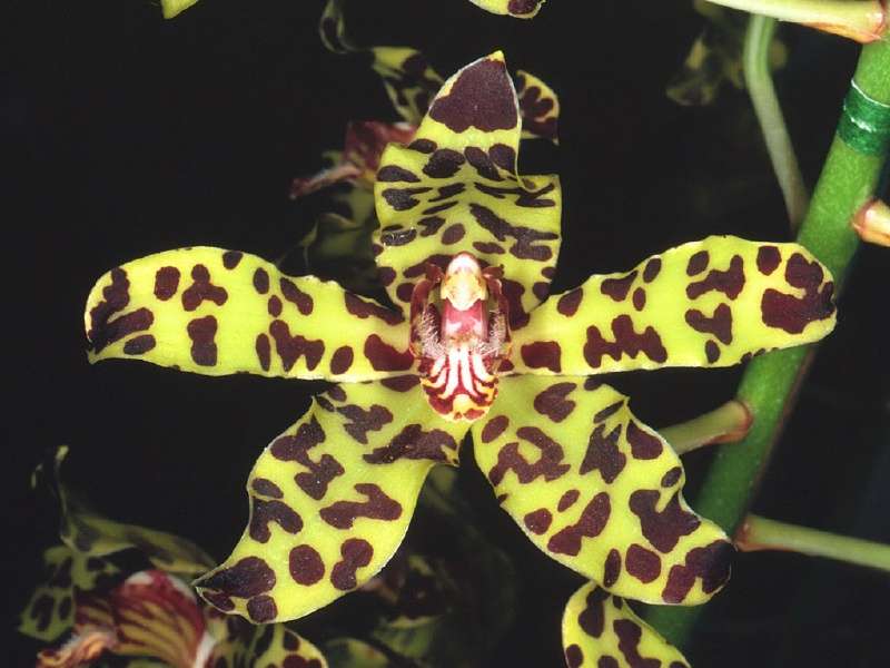 Orchidée tigre