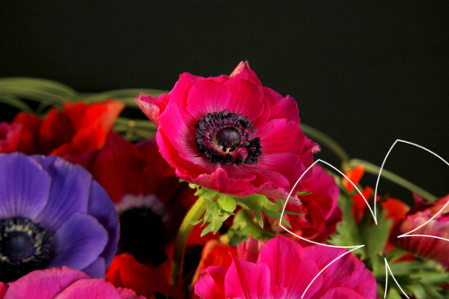 L'anémone est la traditionnelle fleur de l'hiver. - Le pouvoir des fleurs