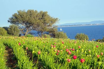 Var-terre-des-fleurs -tulipes-mer-carqueiranne