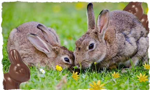 Lapins de pâques et chocolats