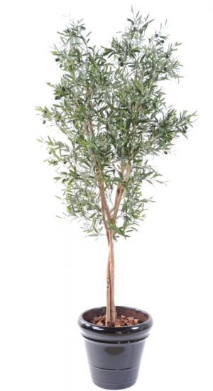 Arbre olivier