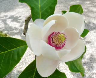 Fleurs des îles Borromées_15