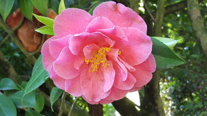 Fleurs des îles Borromées_09