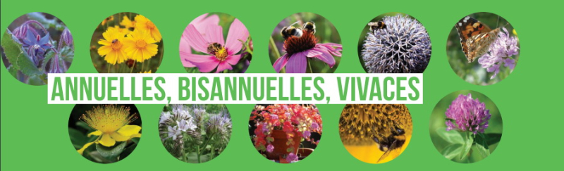 Plantes méllifères_annuelles