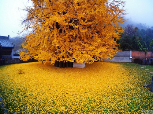 Ginkgo_02