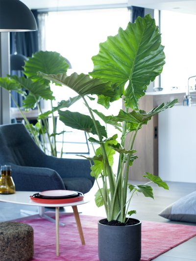 Alocasia_mooiwatplantendoen_1_0