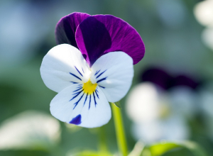 Les Pensées ou Viola, jolies plantes d'automne - Le pouvoir des fleurs