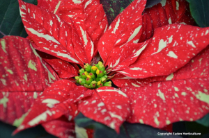 5 Conseils Dentretien Pour Le Poinsettia Le Pouvoir Des