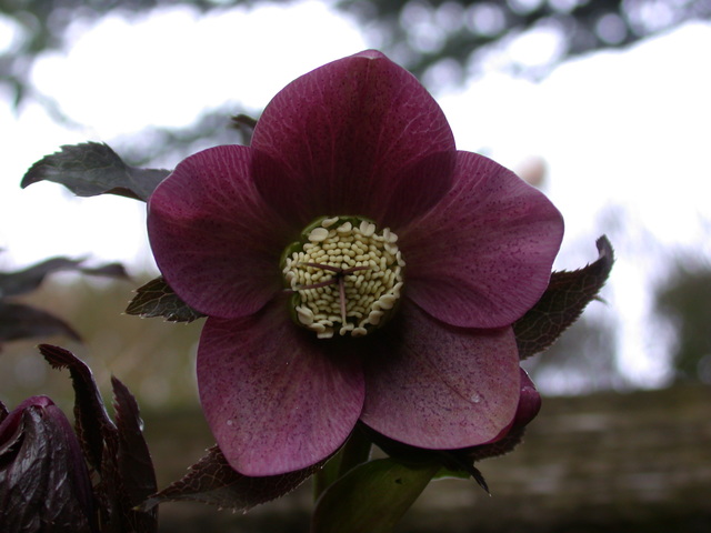 Hellebore_02