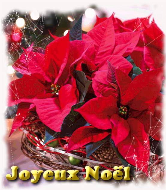 Poinsettia noel 3B