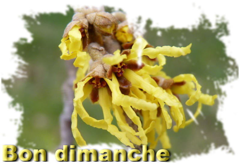 Hamamelis_02