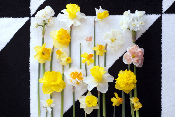 Les Narcisses, un air de printemps en cette fin d'hiver - Le pouvoir des  fleurs