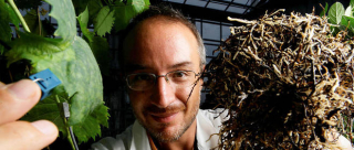 Intelligenge des plantes Stefano Mancuso