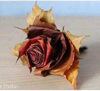 Feuille rose automne_00