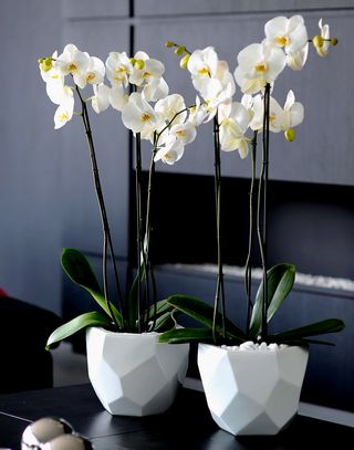 8 Conseils Pour Conserver Les Orchidees Phalaenopsis Et Les Faire Refleurir Le Pouvoir Des Fleurs