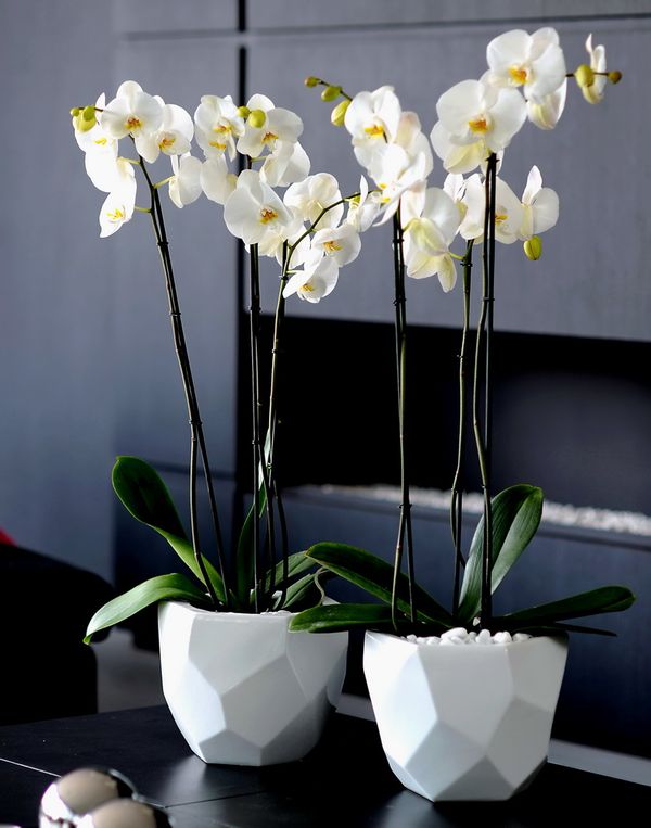 8 conseils pour conserver les Orchidées Phalaenopsis et les faire refleurir  - Le pouvoir des fleurs