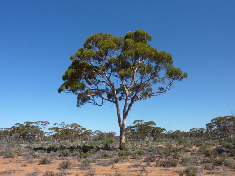 Eucalyptus-feuille-or_Mel-Lintern