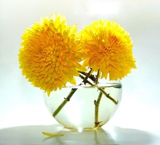 Chrysantheme boule_01