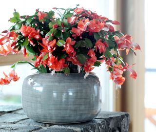 Sclumbergera_03