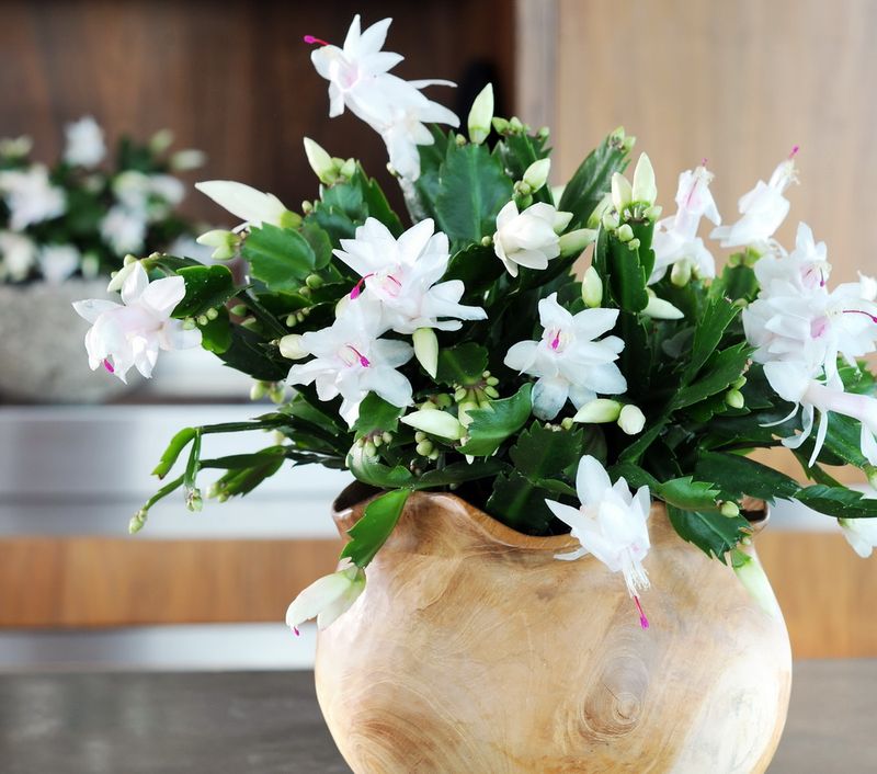 Sclumbergera_04