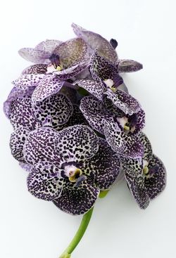 4 conseils pour votre plante d'Orchidée Vanda : - Le pouvoir des fleurs