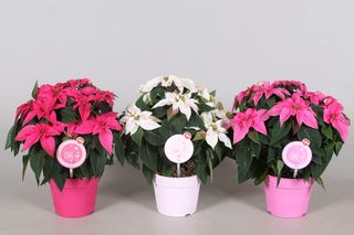 Poinsettia MoreLIPS