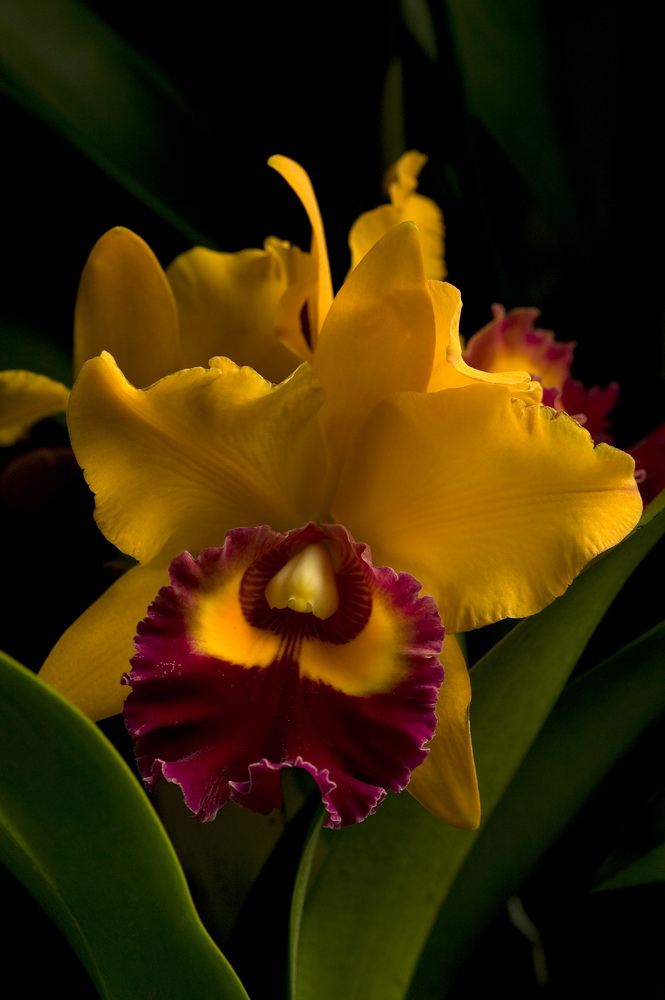Orchidée Cattleya_004