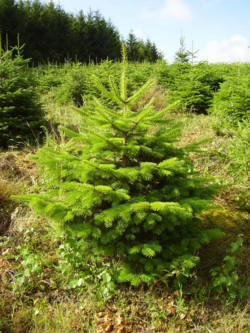 Sapin de noël nordman-jpmarchand