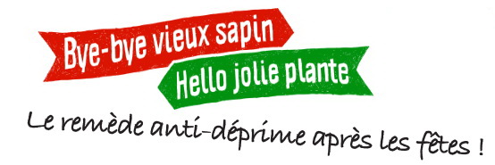 Bye bye sapin _titre