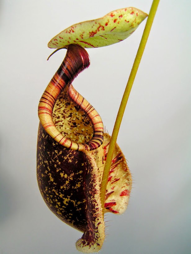 T Baillard Nepenthes rafflesiana