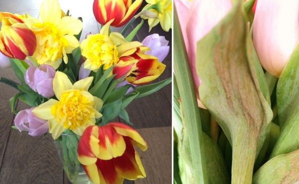Évitez de mélanger des tulipes et des jonquilles dans le même vase - Le  pouvoir des fleurs