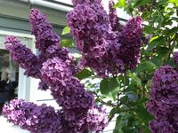 Lilas