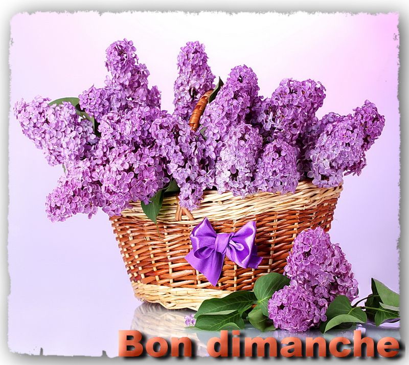 Dimanche lilas Brindas