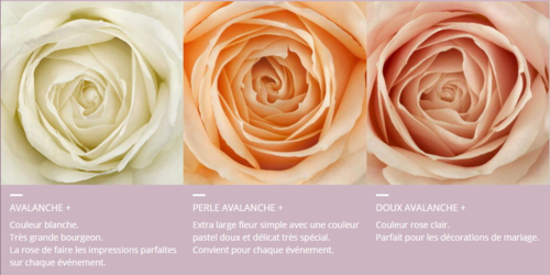 Les Roses Avalanche Font De La Pub Le Pouvoir Des Fleurs