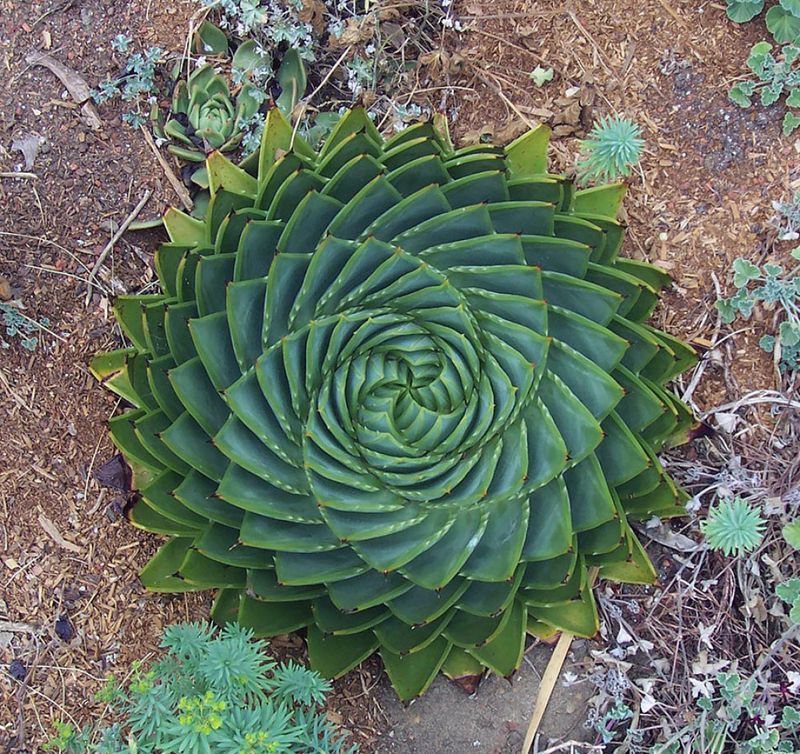 Plante-aloe-polyphylla (1)